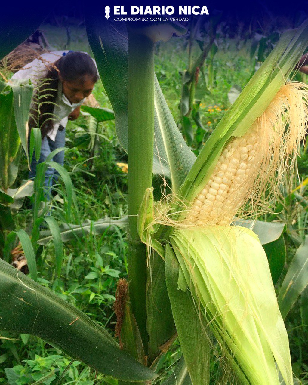 Cosechas de productores en Carazo avanza a buen ritmo