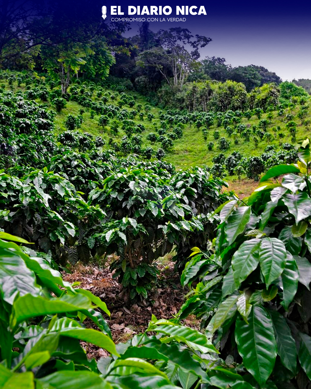 Producción de Café en Nicaragua se Duplica Gracias a la Asistencia Técnica