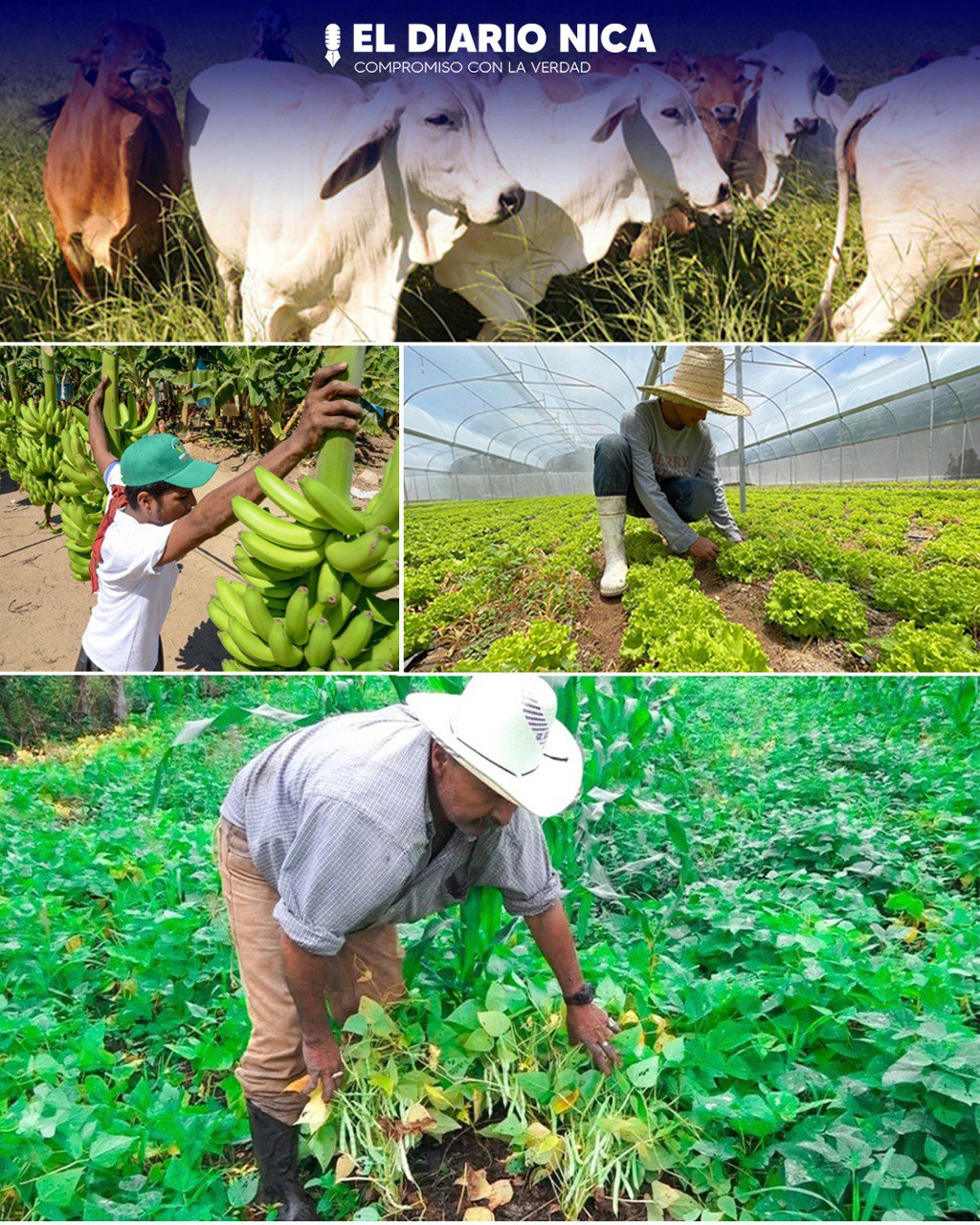 Producción agropecuaria registra un crecimiento