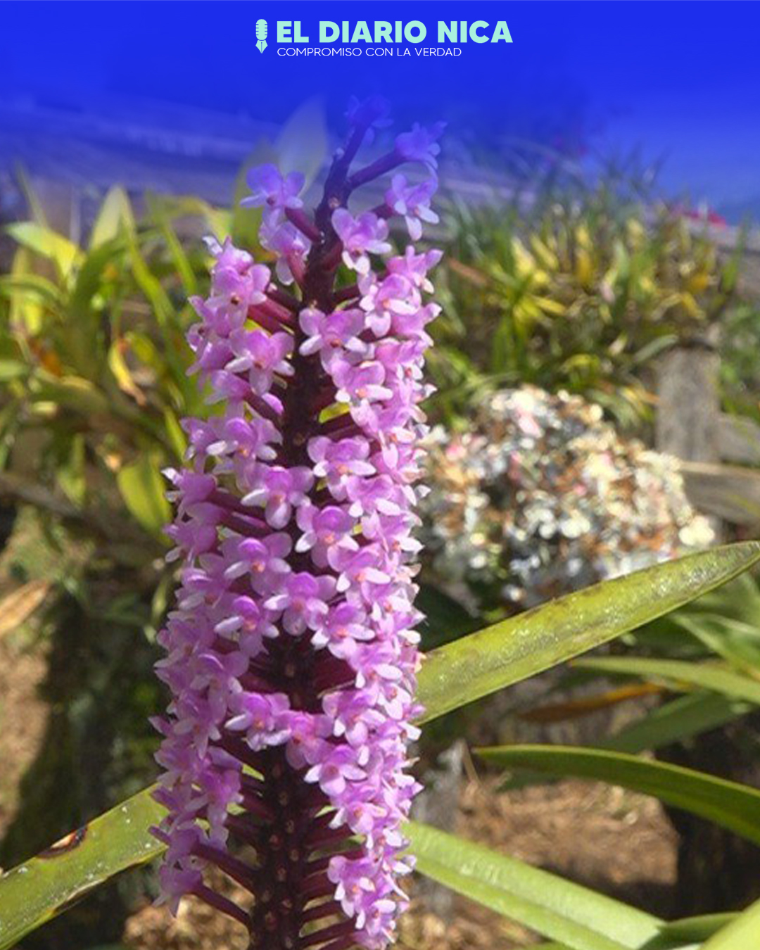 Mirador finca las Orquideas