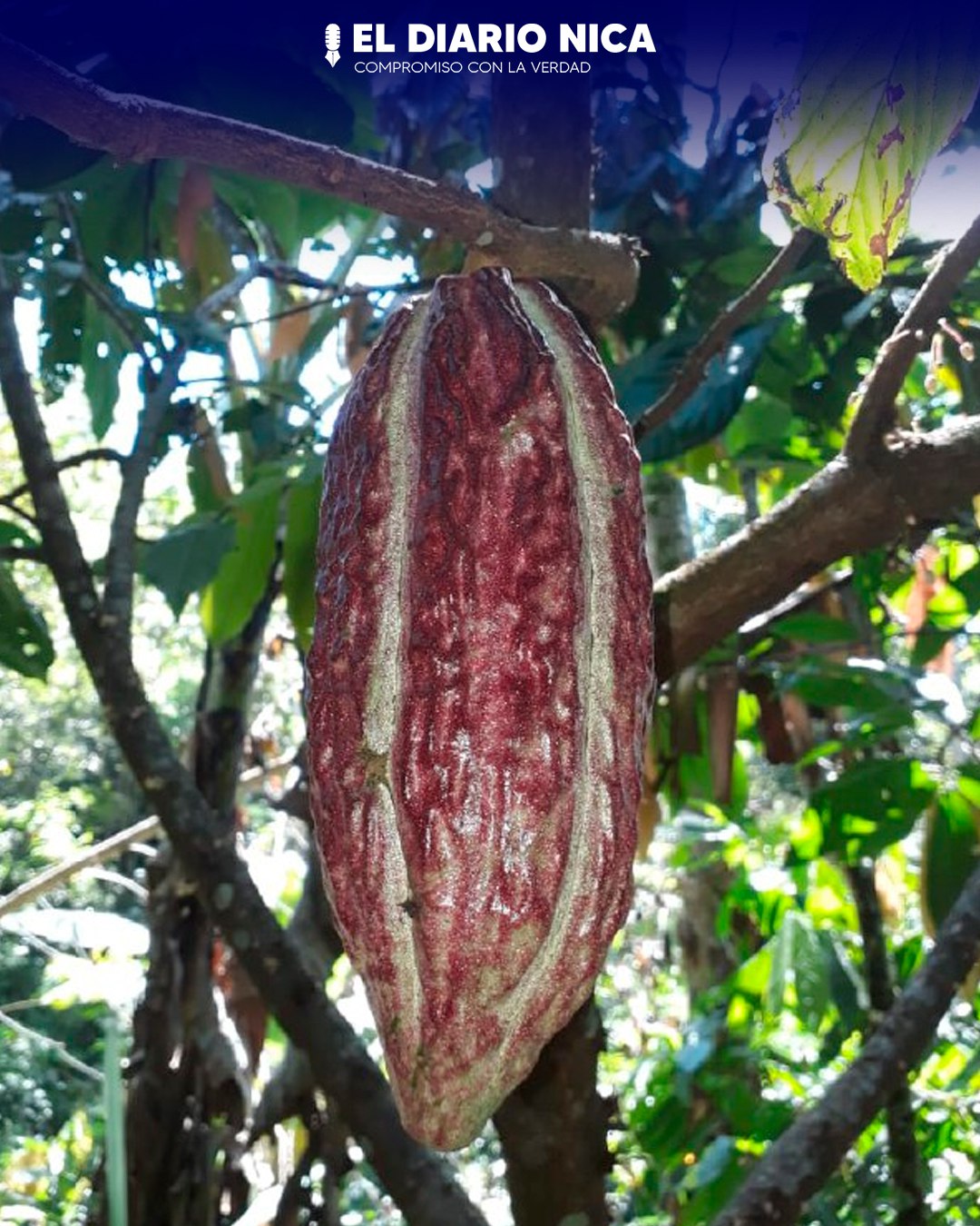 Cooperativa de Cacao Flor de Dalia