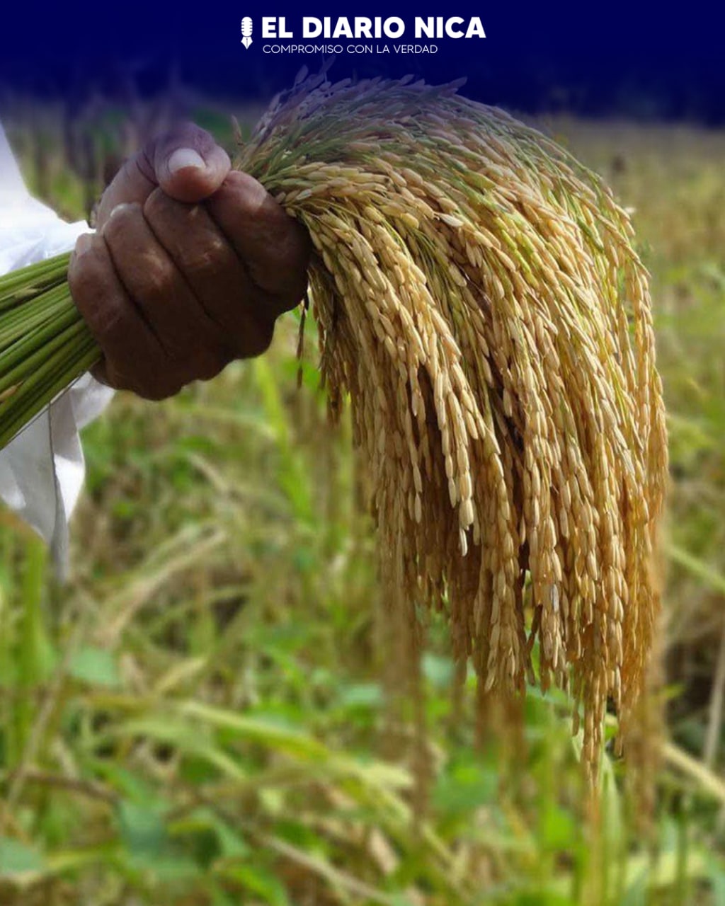 Aumenta Producción de arroz