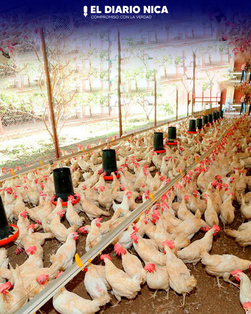 Sector avícola registra crecimiento en producción de pollo y huevo