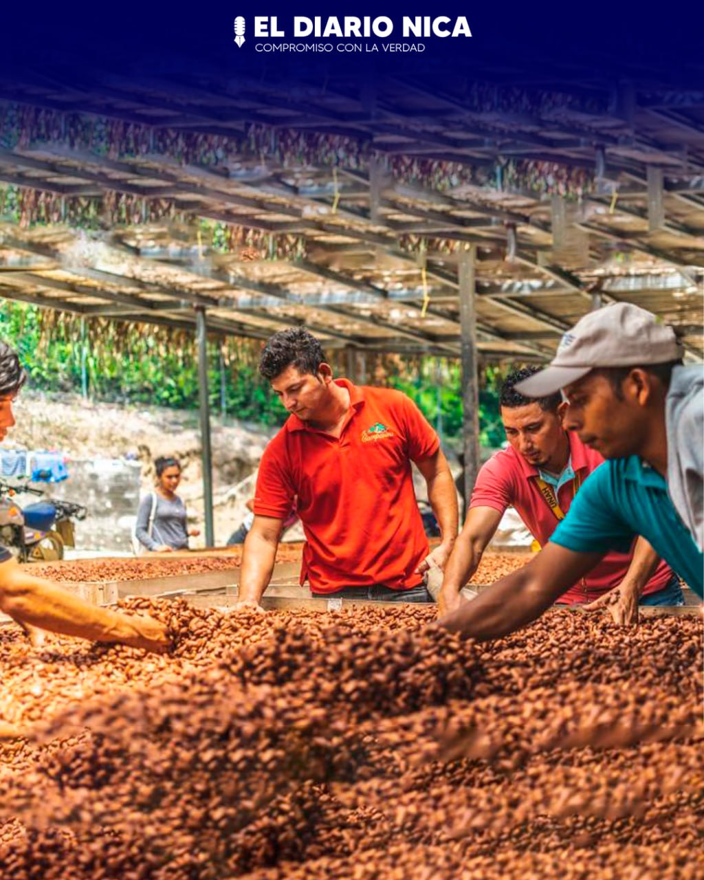Gobierno fortalece cooperativas de cacao en Siuna