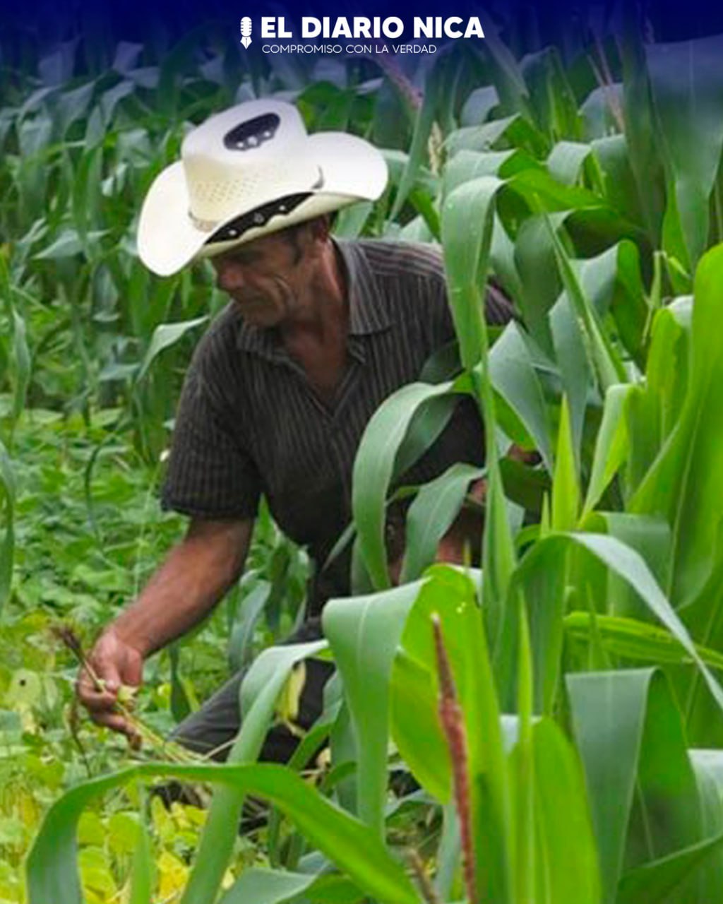 Reportan crecimiento en cultivos de frijol