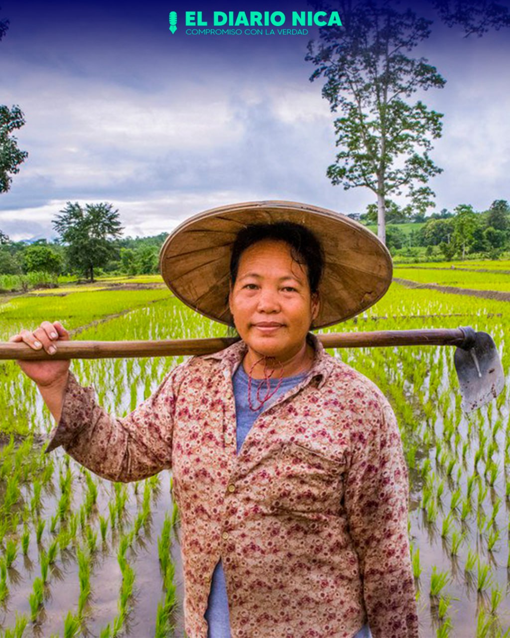 Tailandia planea reducir los cultivos de arroz por la sequía