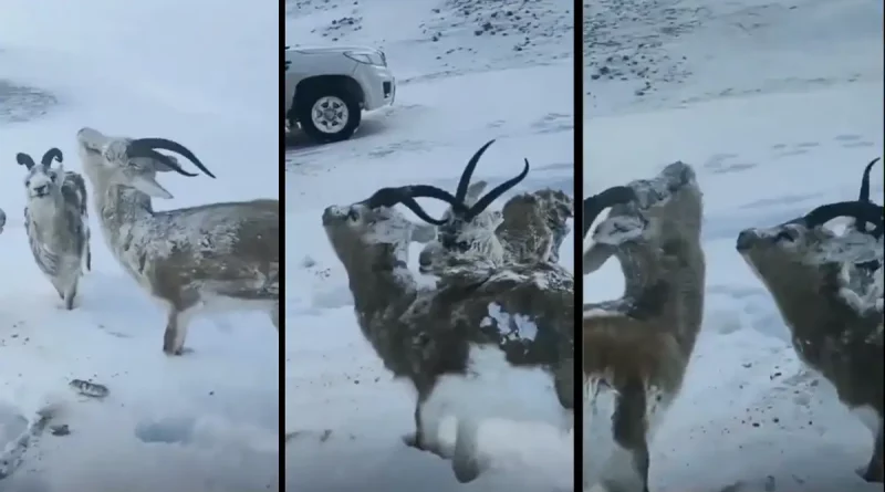 Ola de frío extremo en Noruega congela a animales