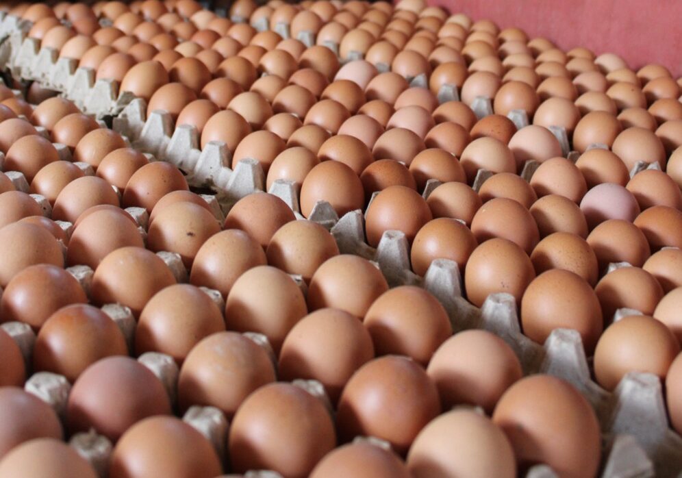 Producción Avícola en Auge: Nicaragua Registra 8.7 Millones de Cajillas de Huevos en Tres Meses