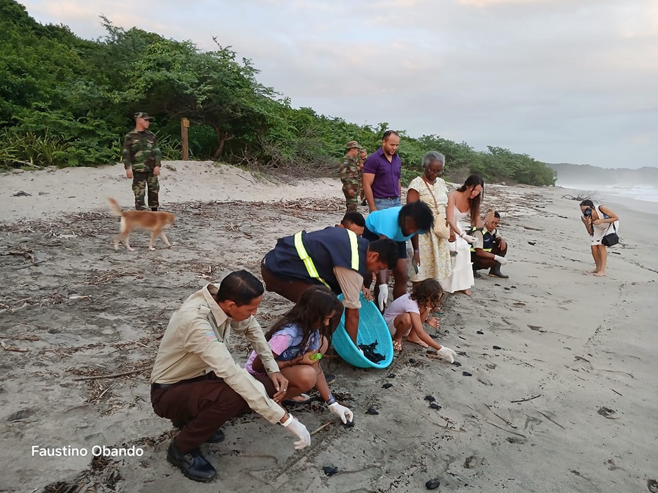 Liberan más de 1,000 tortuguillos Paslama en Chacocente