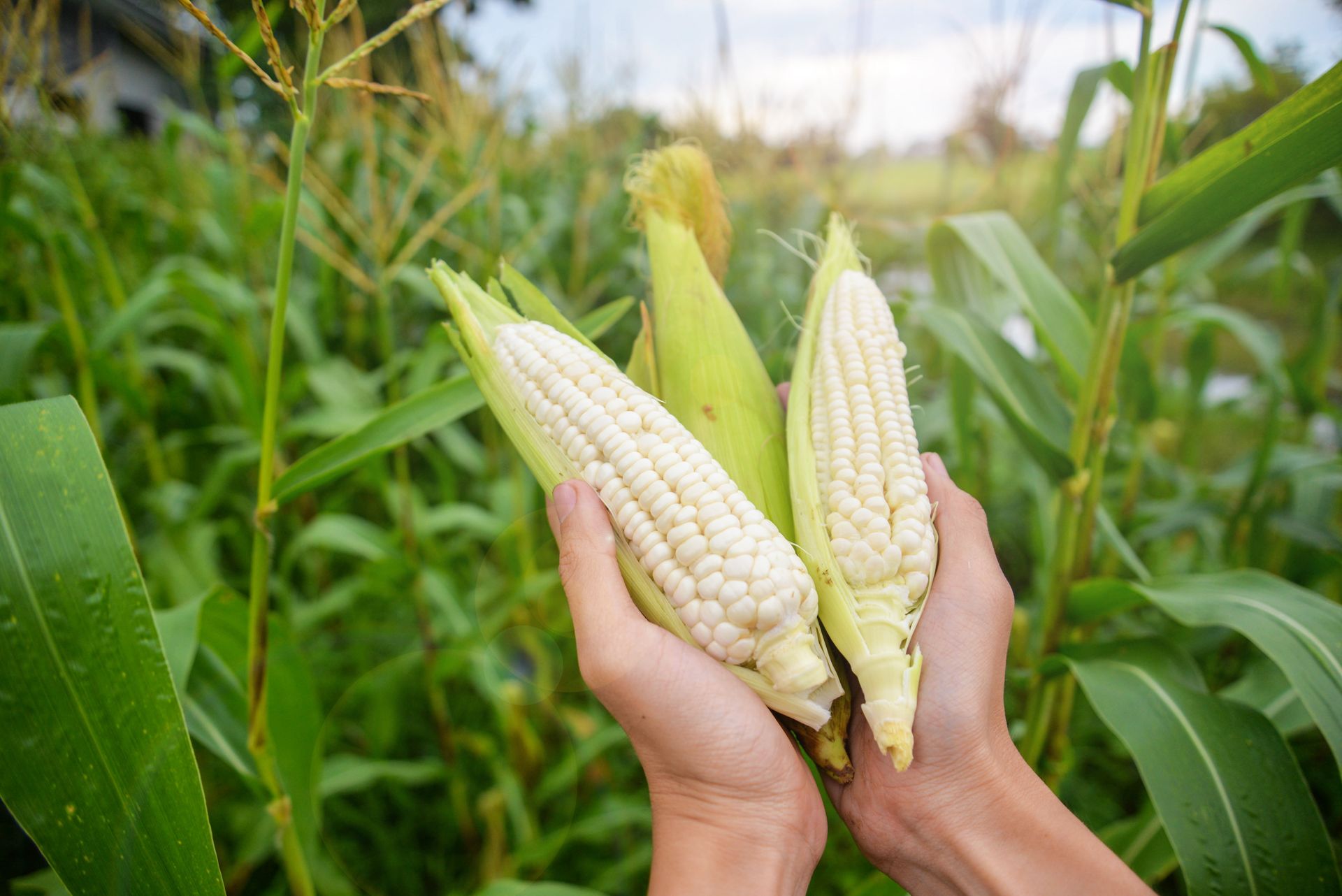 La importancia del maíz en la dieta de los nicaragüenses