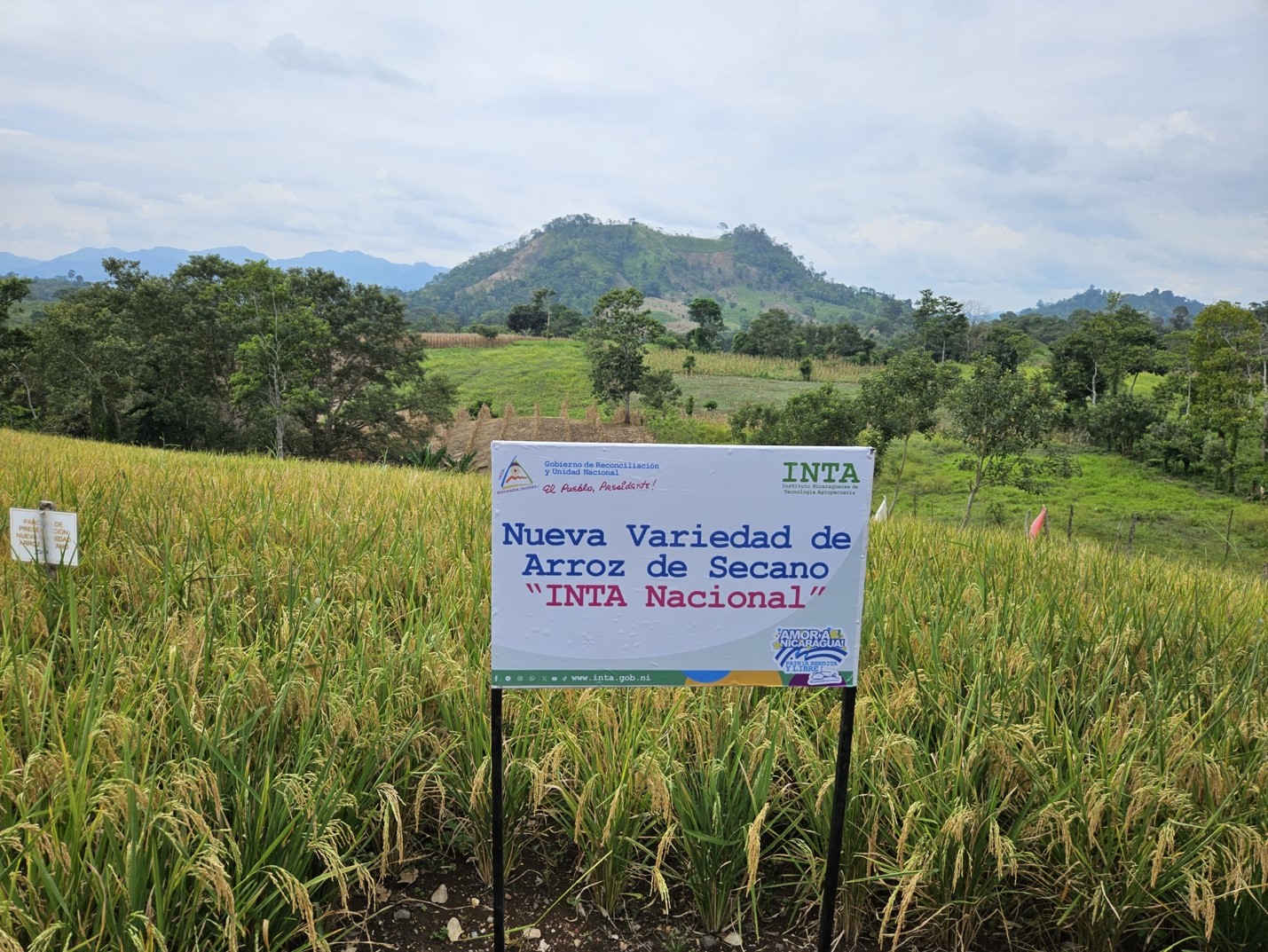 Nueva variedad de arroz del INTA: Innovación adaptada a la variabilidad climática