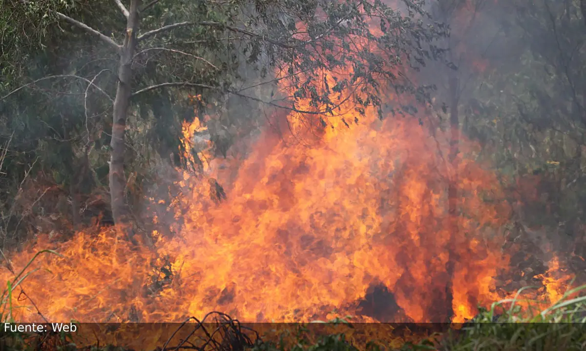 Incendios forestales devastaron 9,8 millones de hectáreas en Bolivia