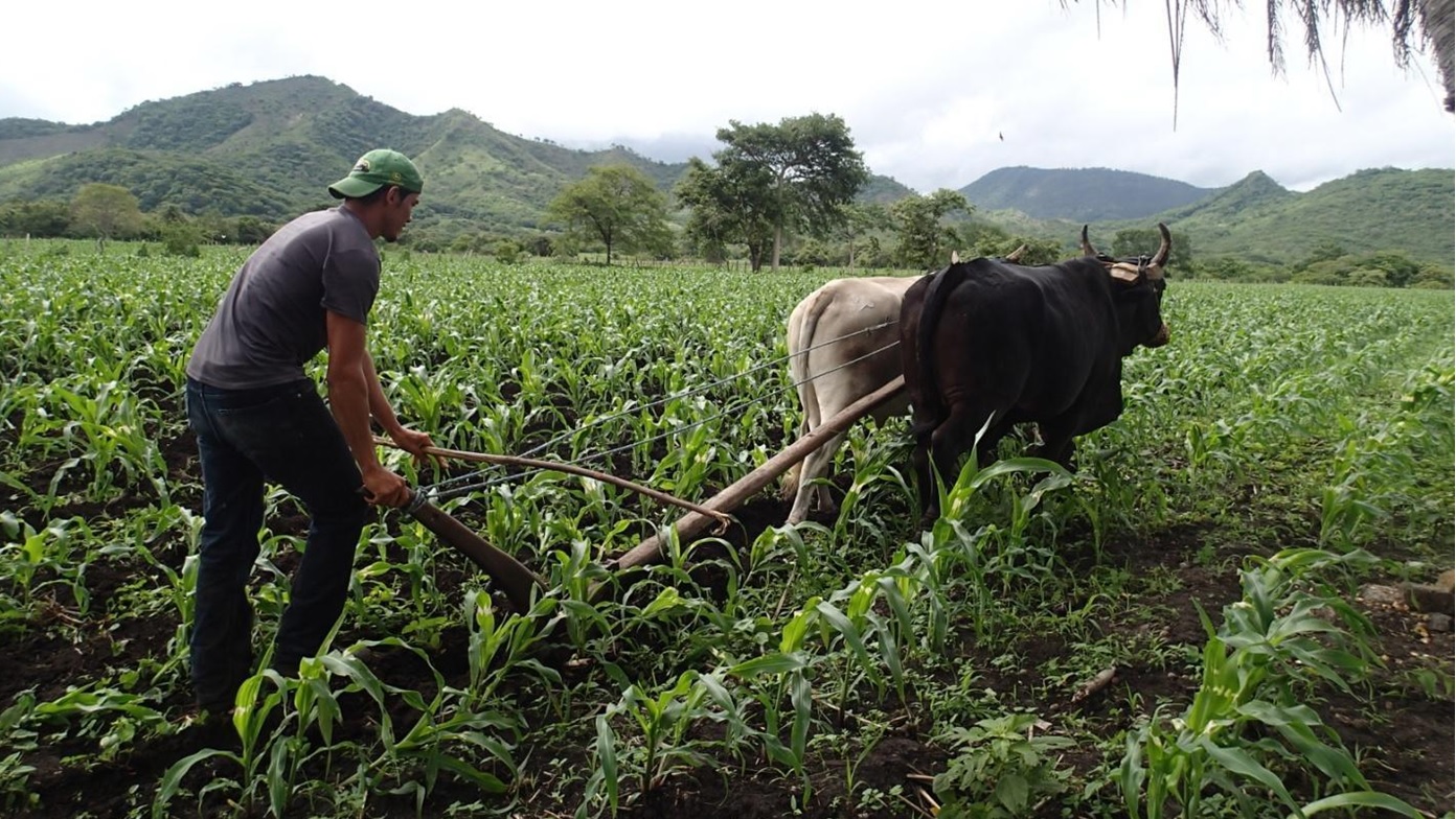 Impulso a la Producción de Hortalizas en Nicaragua