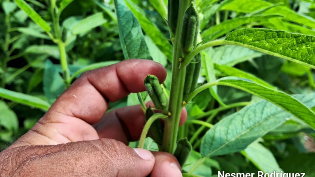 Nuevas alternativas para el manejo de plagas y enfermedades en la producción de ajonjolí