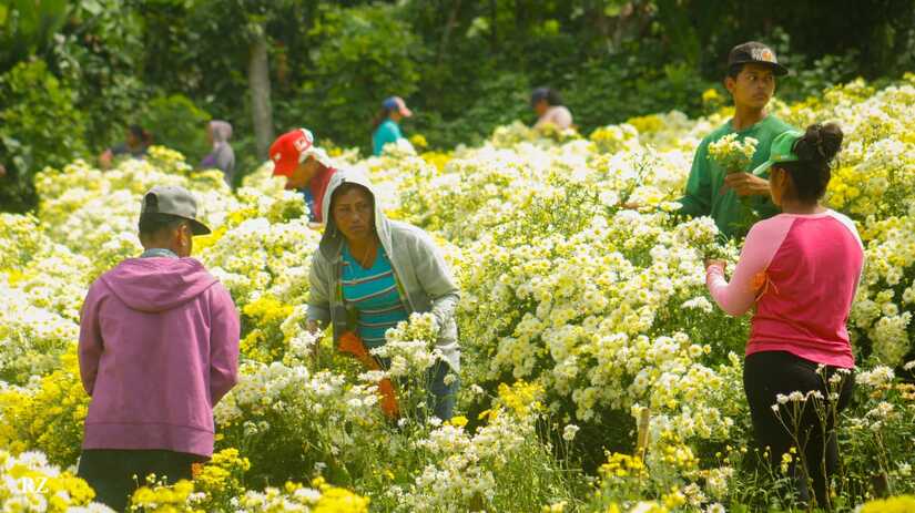 Corte de flores dinamiza la economía de las familias en Catarina, Masaya