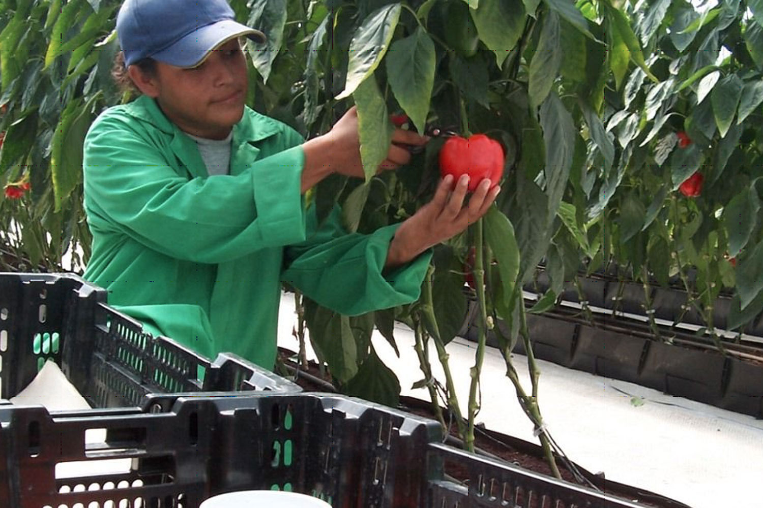 Las hortalizas en Nicaragua: Una oportunidad de desarrollo económico para las familias productoras