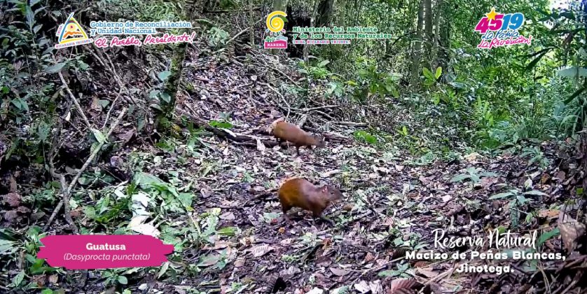 Especies captadas en la Reserva Natural Macizo Peñas Blancas