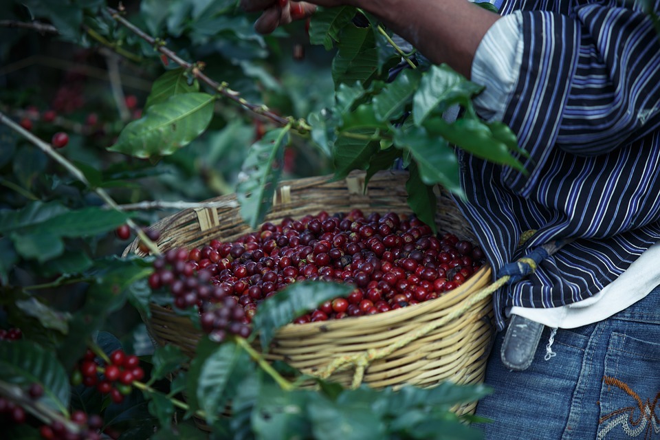 Café Arábiga Expectativas de Producción de Café en Nicaragua