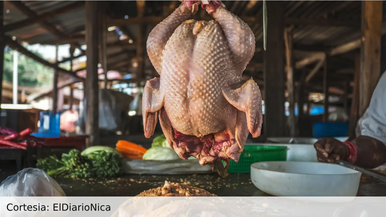 Producción de pollo impulsa la economía nacional