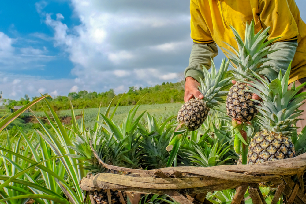 El IPSA Refuerza la Protección Fitosanitaria en el Cultivo de Piña para Mejorar la Productividad