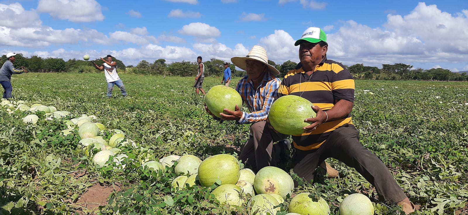 La Producción de Sandía en Nandaime Crece