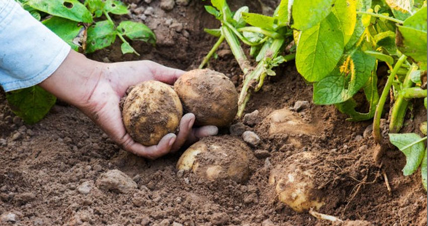 Proyectan cosecha de más de 111 mil quintales de papa