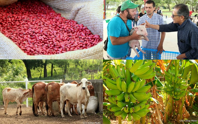 Plan Nacional de Producción para fortalecer capacidades y productividad