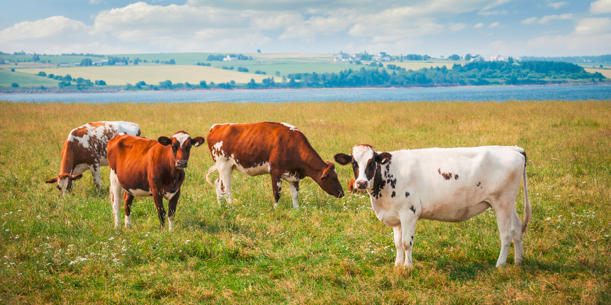 Cultivos estratégicos para alimentación bovina