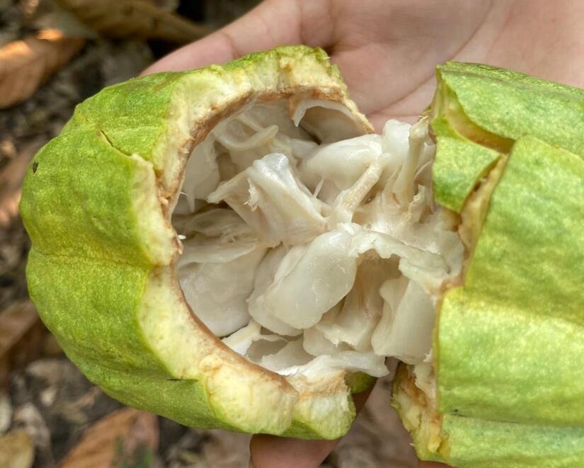 Cacao Nicaragüense Brilla en 2025