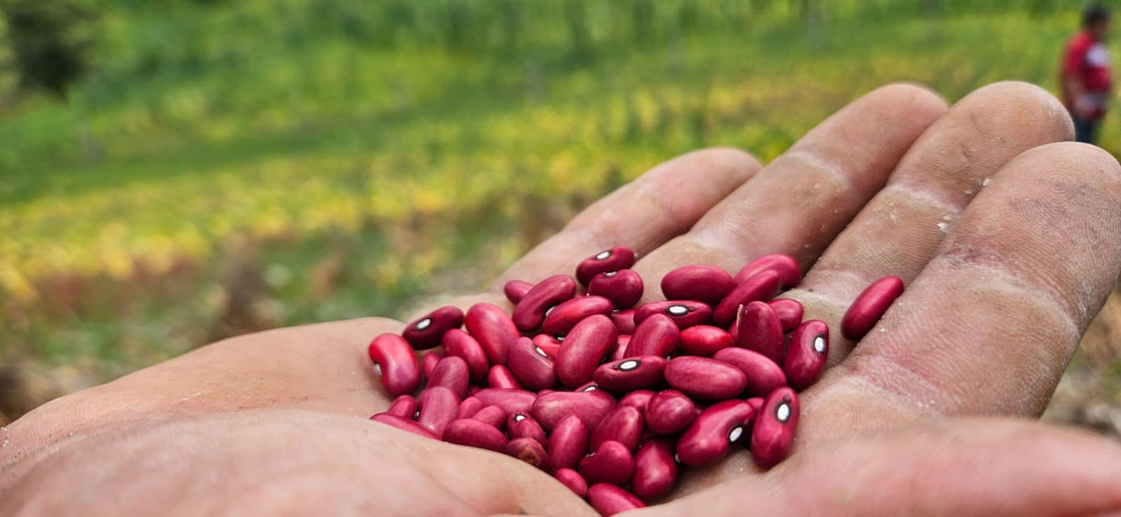 Frijol rojo: alimento esencial y motor económico