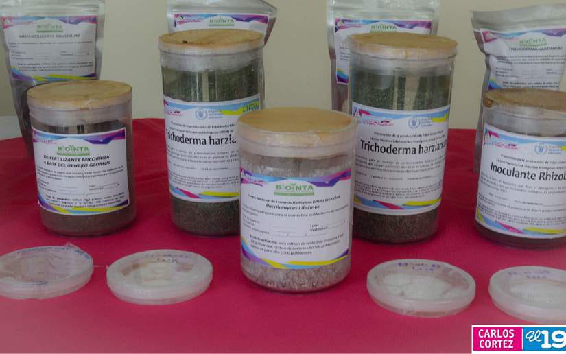 Nueva variedad de semillas a pequeños productores de Managua