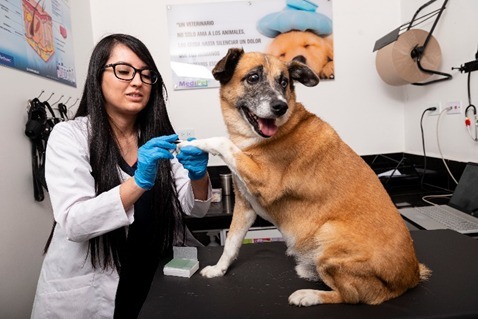 Nicaragua inaugura hospital veterinario gratuito: un avance histórico en bienestar animal
