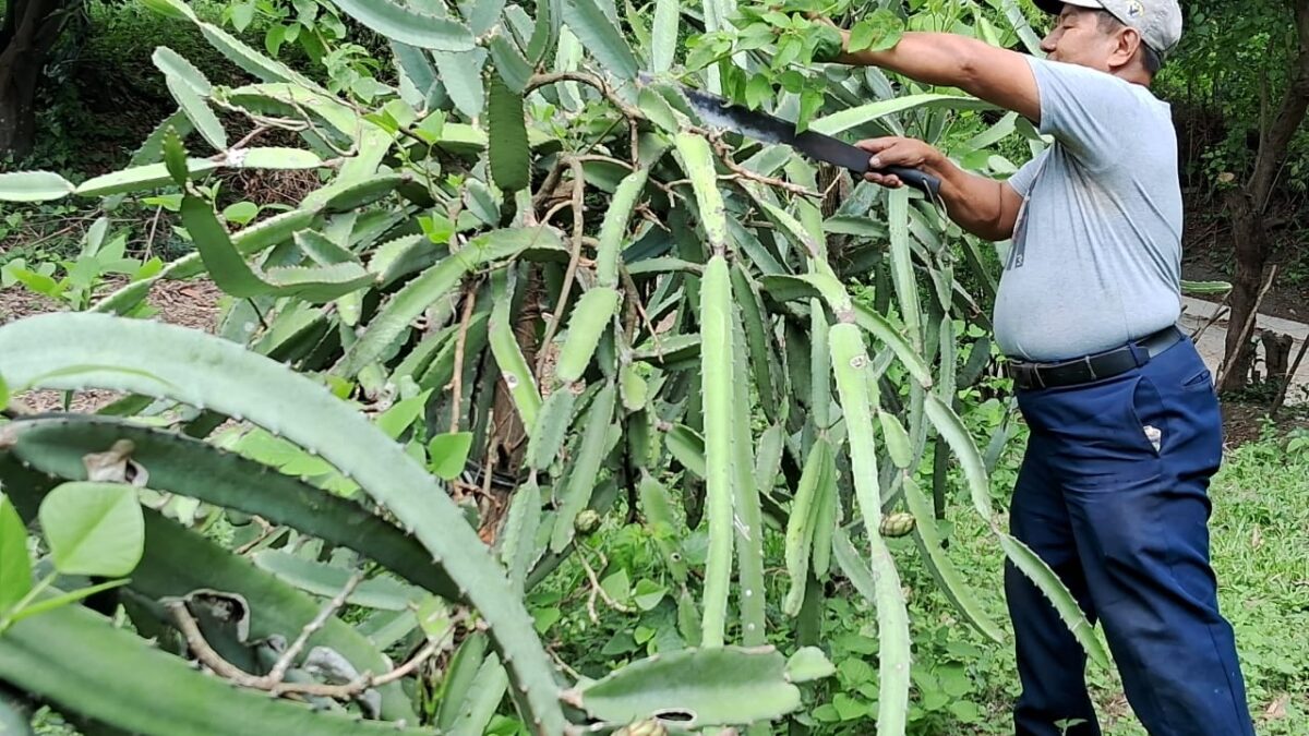 Ticuantepe se alista para la siembra de primera