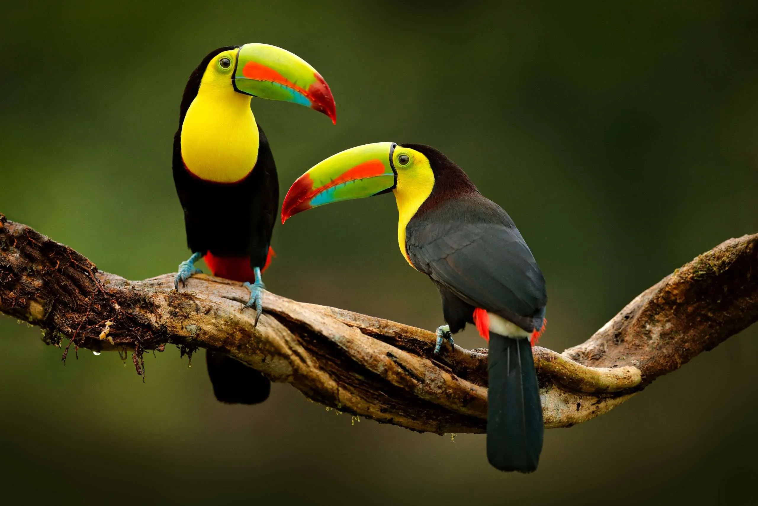 Fauna secreta de Jinotega