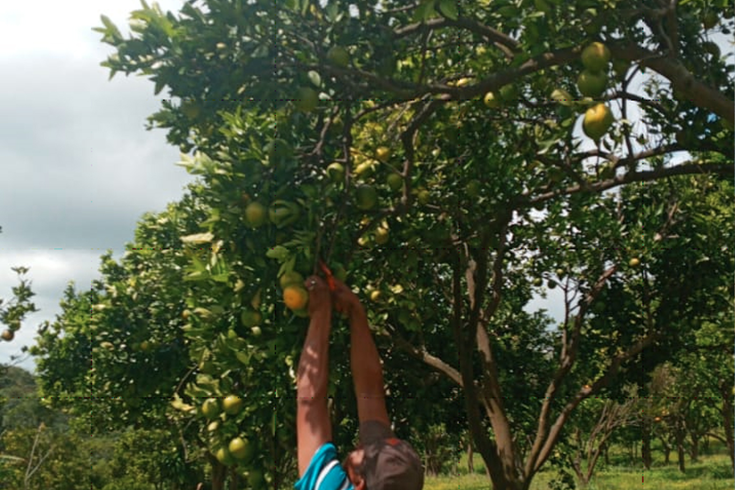 Ministerio Agropecuario reporta 974 manzanas sembradas de mandarina en Nicaragua