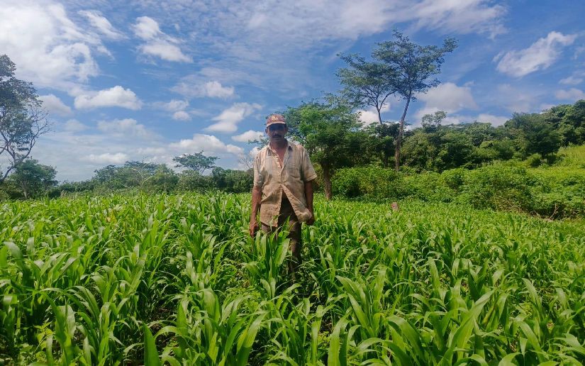 Avanza la siembra de maíz en Nicaragua