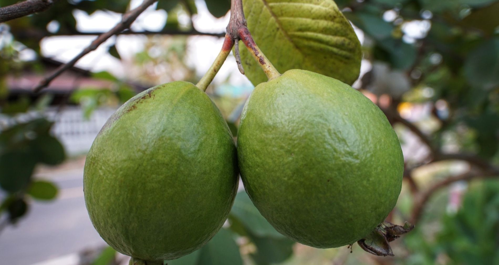 Guayaba alcanza 705 manzanas sembradas