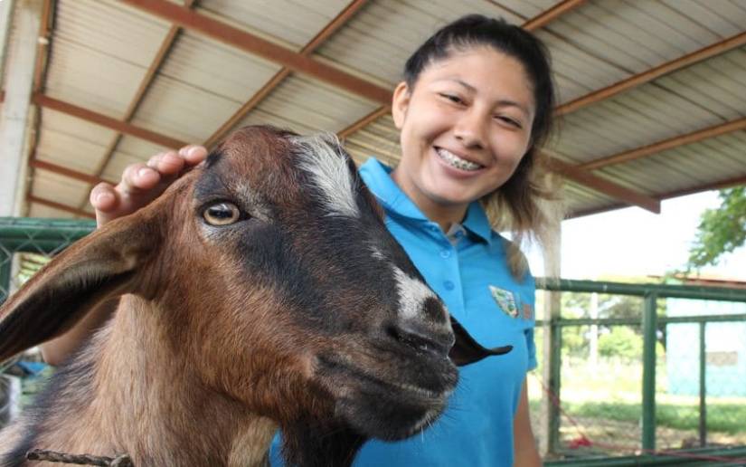 Crianza de cabras impulsa economía rural en Nicaragua