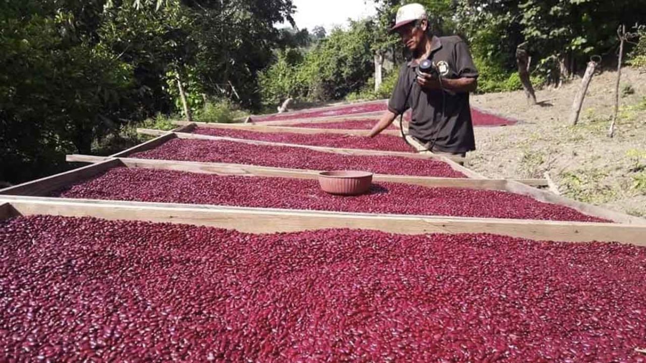Avanza la cosecha de frijol rojo en Nicaragua
