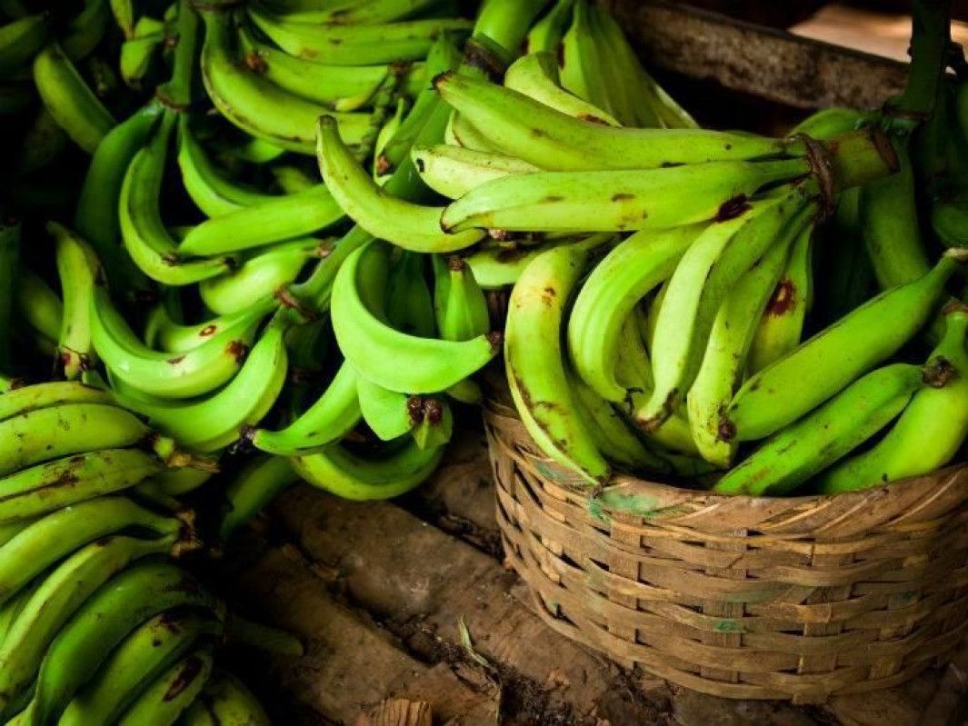 Inicia la cosecha de plátano 2025 con altas expectativas