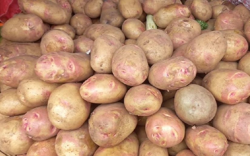 Cosecha de más de 184 mil quintales de papa