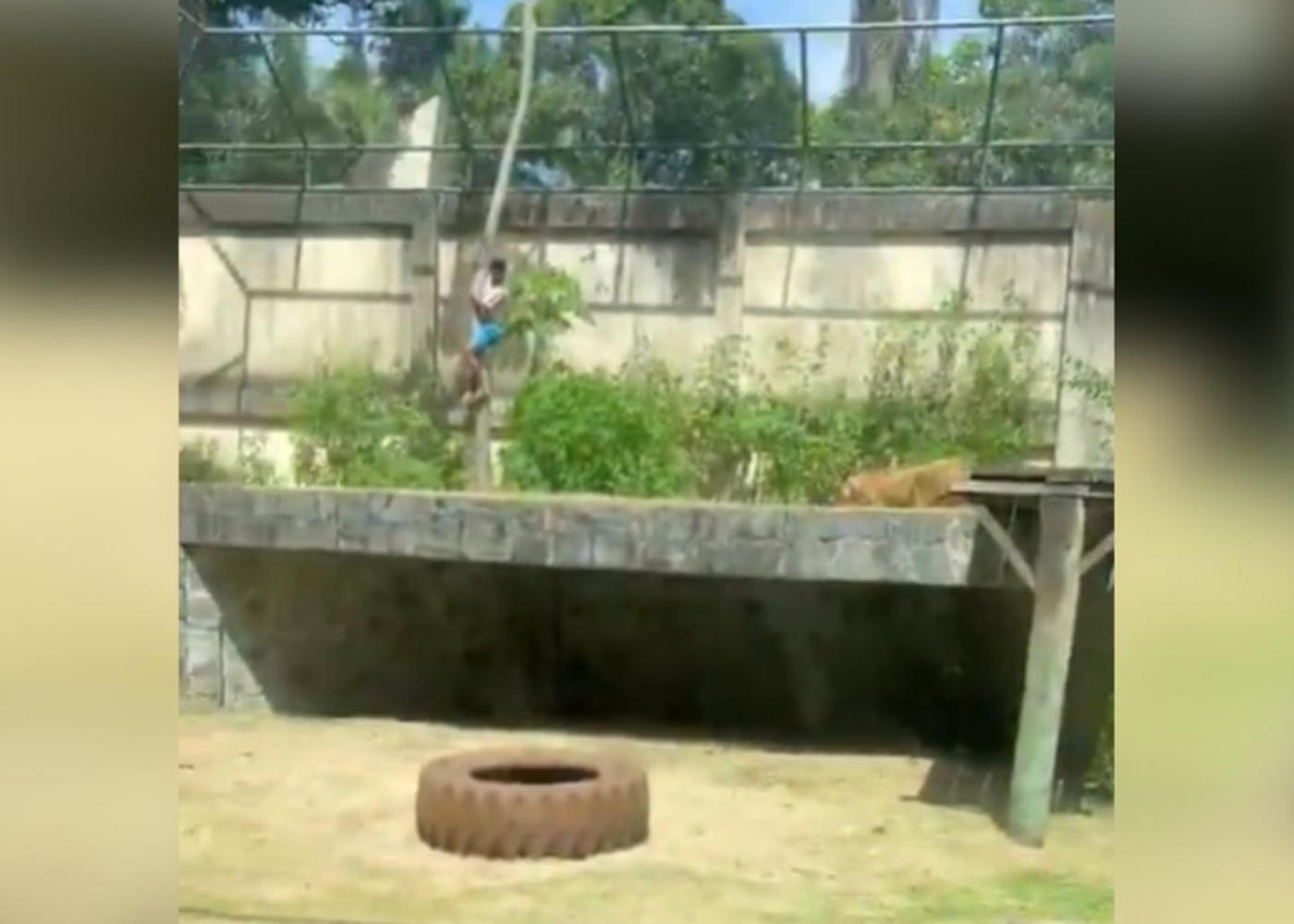 Joven muere en las garras de una Leona