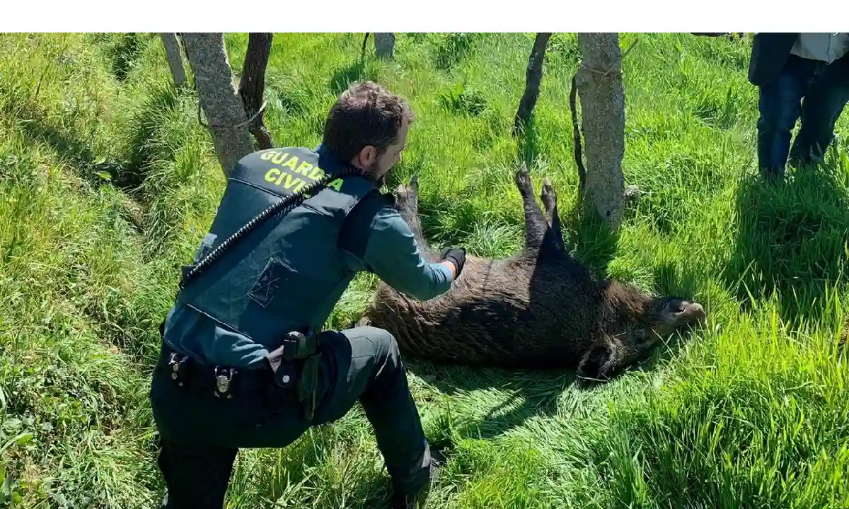 Jabalíes muertos por peste porcina en Barcelona