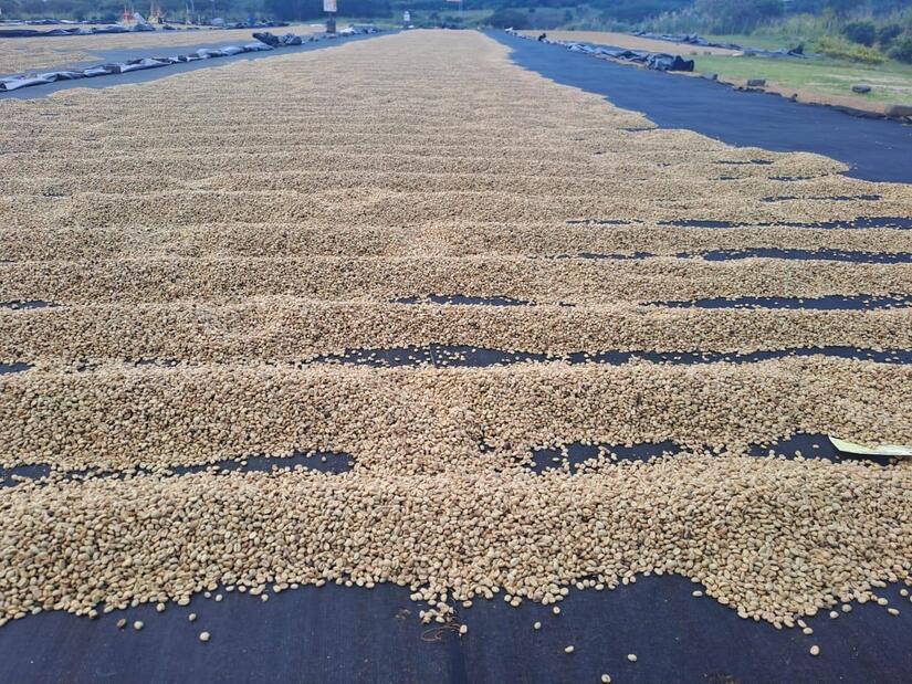 Nicaragua alcanza 22 mil qq de café