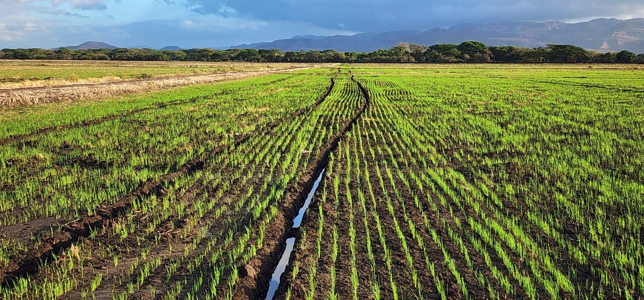 Avanza siembra de arroz de riego en el país