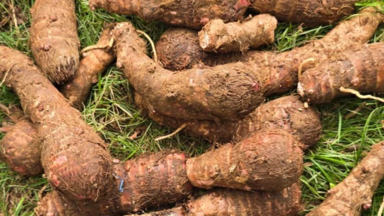 Producción de malanga fortalece la economía