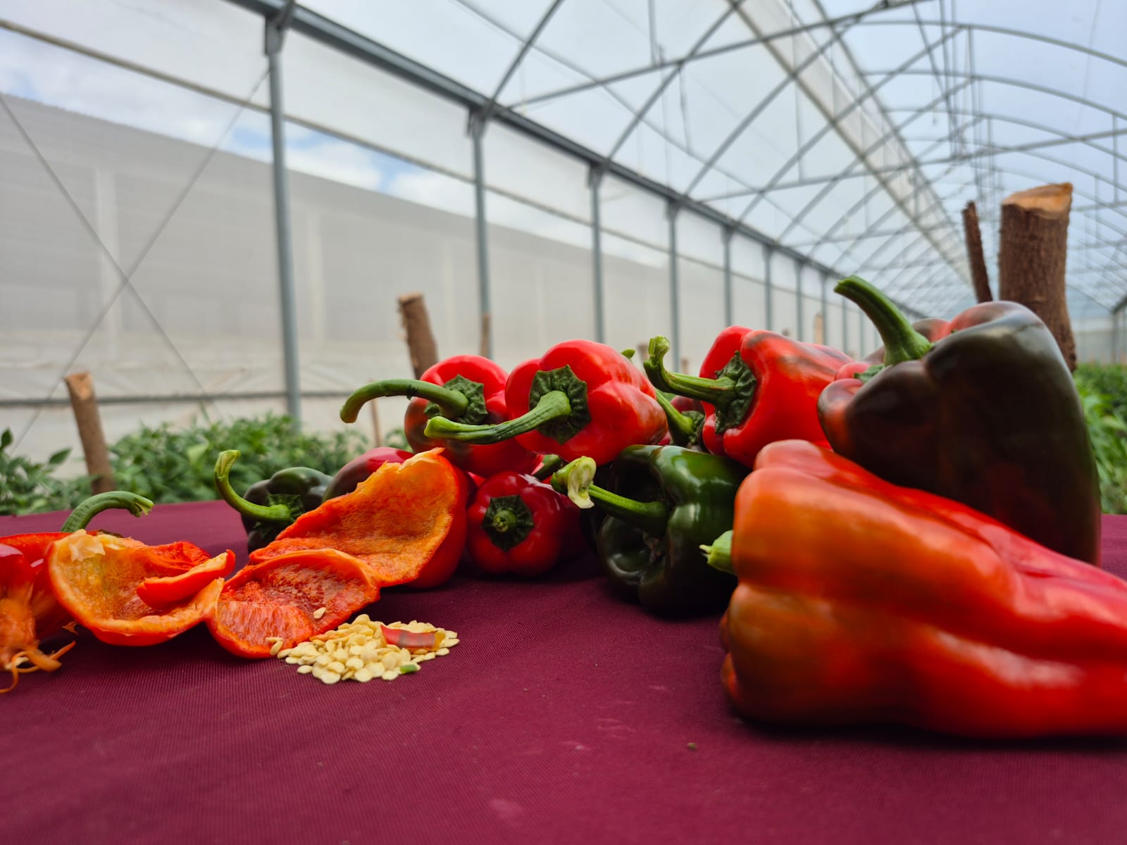 INTA impulsa la producción de hortalizas en el norte del país